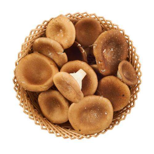 新鲜菌菇猪肚大杯伞大漏斗250g江浙沪5件包邮新鲜松茸