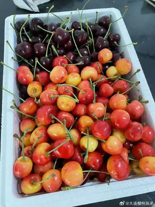 车厘子自由##大连樱桃