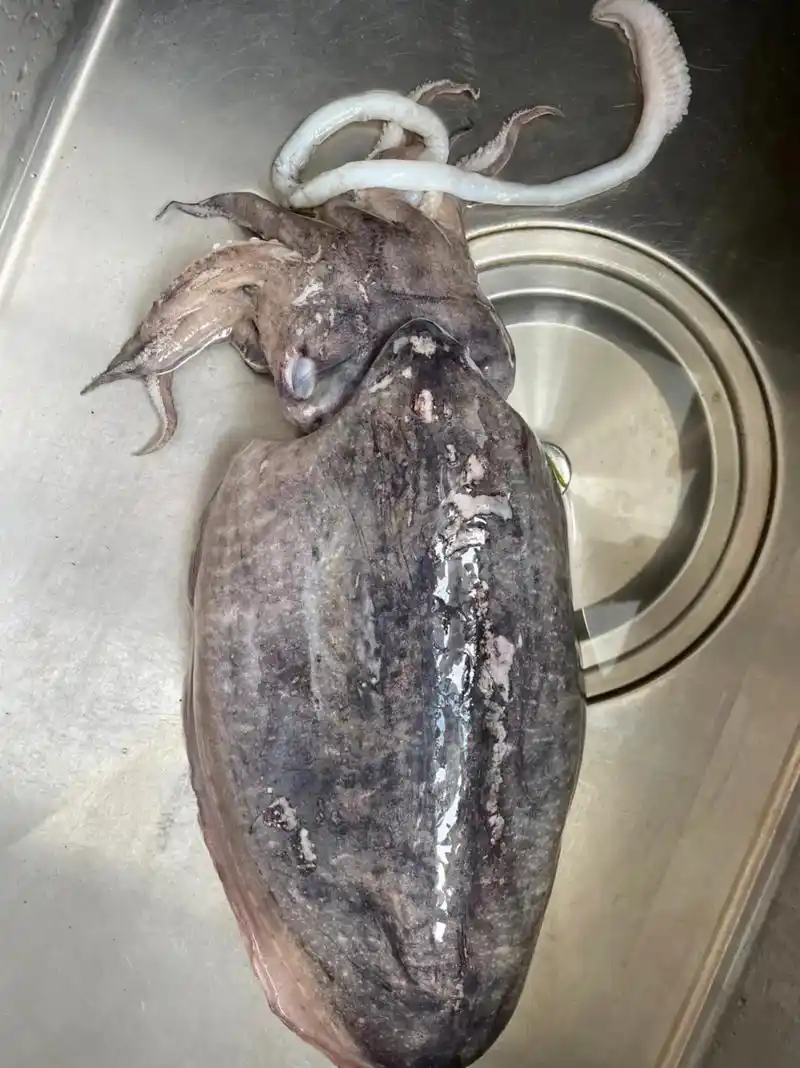 今天立秋,你吃饺子了吗?自己包的墨鱼大水饺#对生活多一份热爱 - 抖音