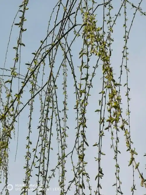 一起拍春天柳树发芽了