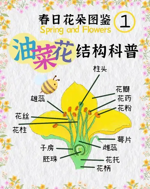 一脚踏进春天的油菜花海🌸