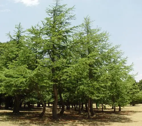 金 松 金松科 金松属 常绿乔木,原产于日本.