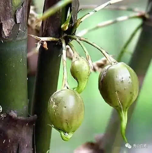 植物开花结果本是正常的自然现象,预示着丰收和美满,一般来说,竹子