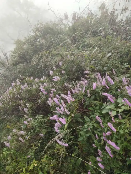 这条路开满了野香草