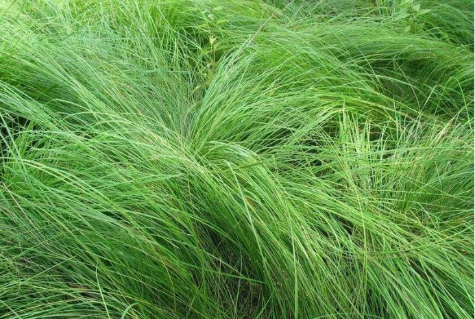 龙须草:敢在龙须之上做文章