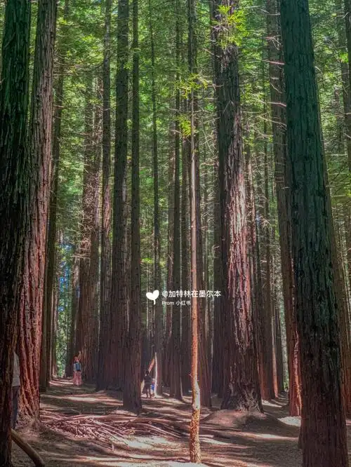 redwood forest - cement creek99 cement creek road, east