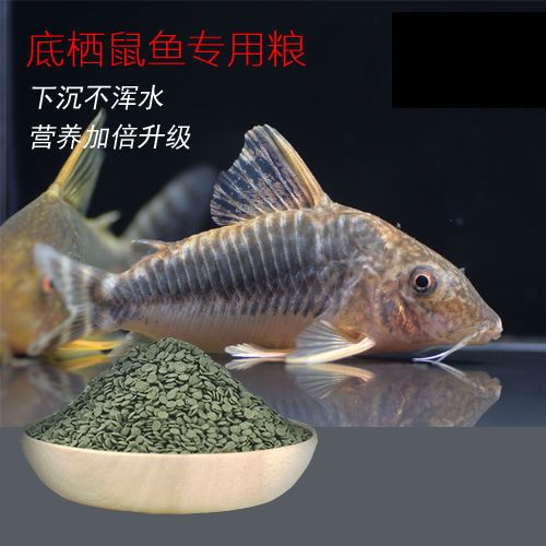 底栖异型鼠鱼清道夫胡子观赏鱼下沉沉底鱼饲料素食荤食不浑水饲料