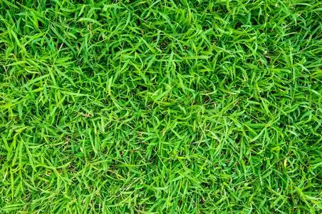 绿色草地纹理为背景. 绿色草坪图案和纹理背景. 关闭图像.照片