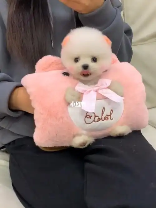 茶杯犬俊介宝宝