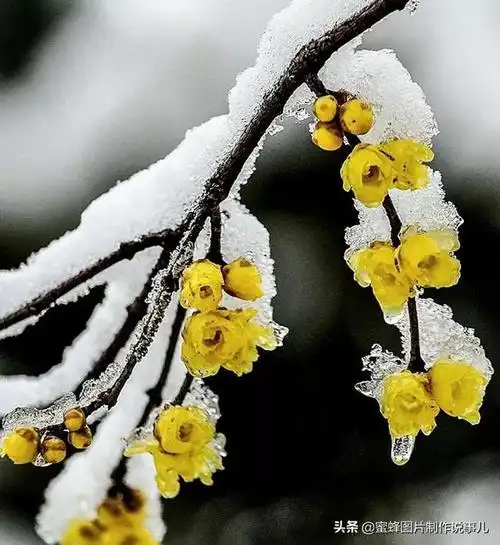 冬天的梅花图片(冬天的梅花图片 唯美)_植物知识网