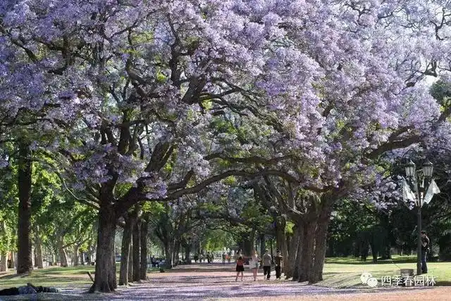 "史上最全"的南北方观花乔木大赏!