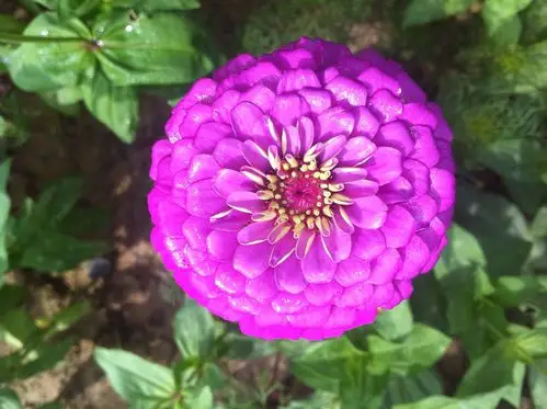 周浦百日草唯美花海