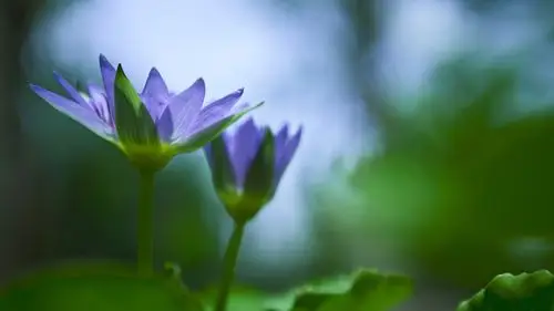 能保护眼睛的清新绿色植物