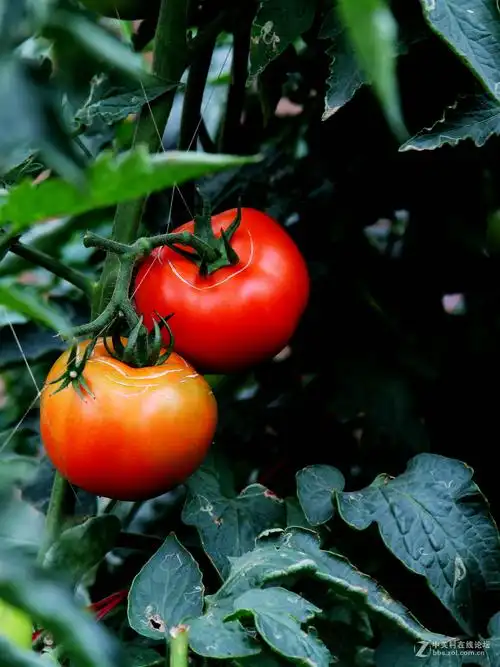 生长中的西红柿