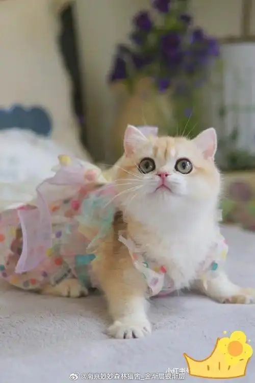 自留ny12色金渐层妹妹  自留的第一只奥丁的金色女儿#上海猫舍##南京
