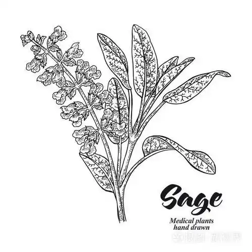 插画 丹参植物也称为圣人花园.叶子和花朵在白色背景下被隔绝.