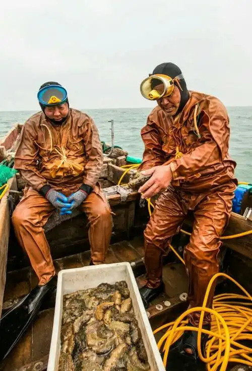 纯野生海参捕捞中