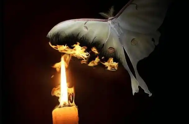 橡树创新:飞蛾扑火只是自取灭亡吗