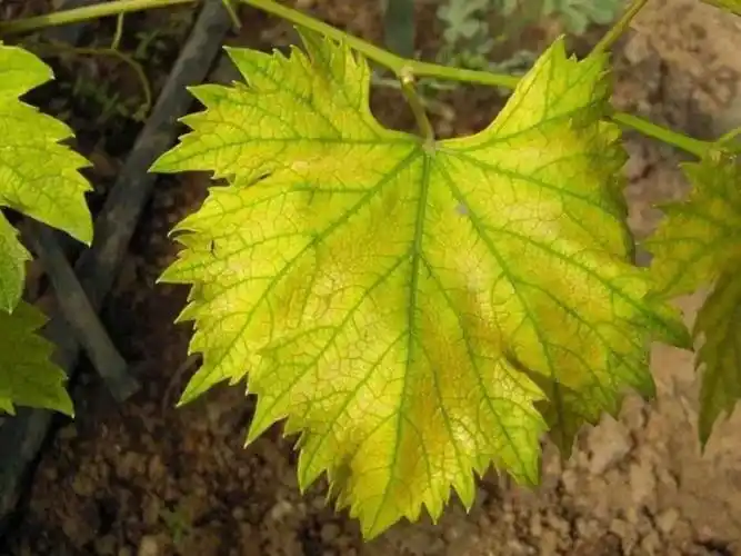 原创自家种植的葡萄树叶片慢慢变黄而且有枯死的迹象怎么根治呢