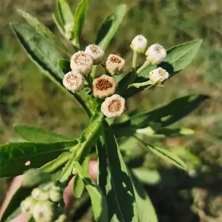 六棱菊的种植方法(六棱菊的花语和养护技巧)-52线报网