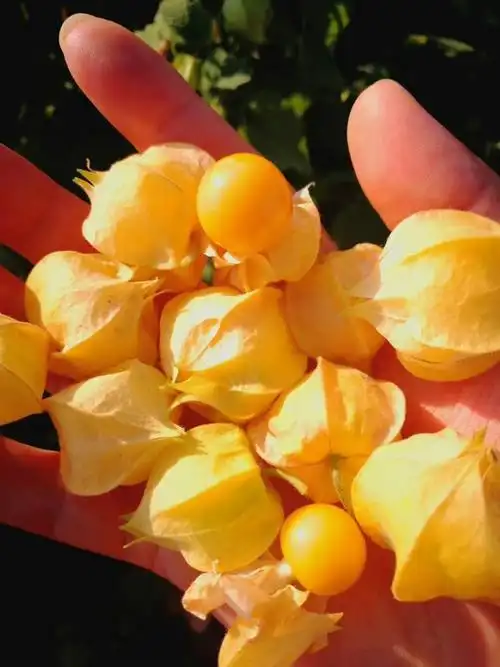 姑娘果 东北菇娘果新鲜现摘应季水果黄姑娘儿甜菇茑3斤灯笼果现货