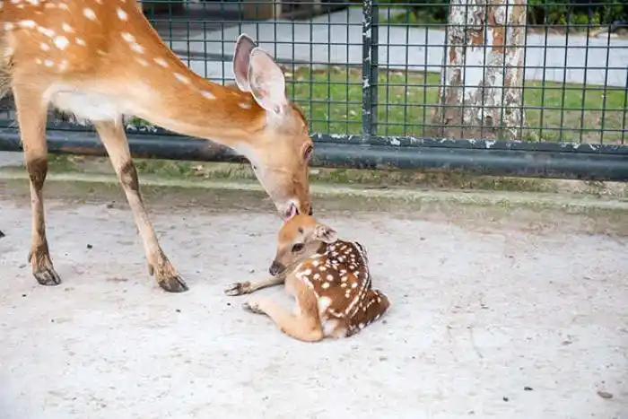 吴兴西山漾景区梅花鹿喜添萌宝