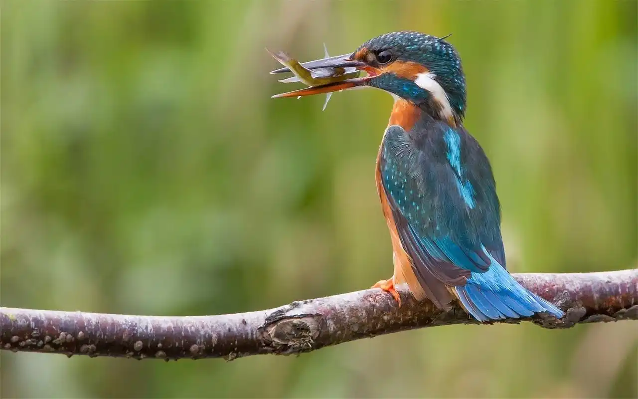 小清新大自然可爱鸟类幸福鸟高清特写桌面壁纸(一)
