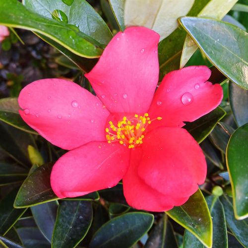 精品四季茶花开花不断杜鹃红山茶花苗带花苞发货阳台庭院室内植物