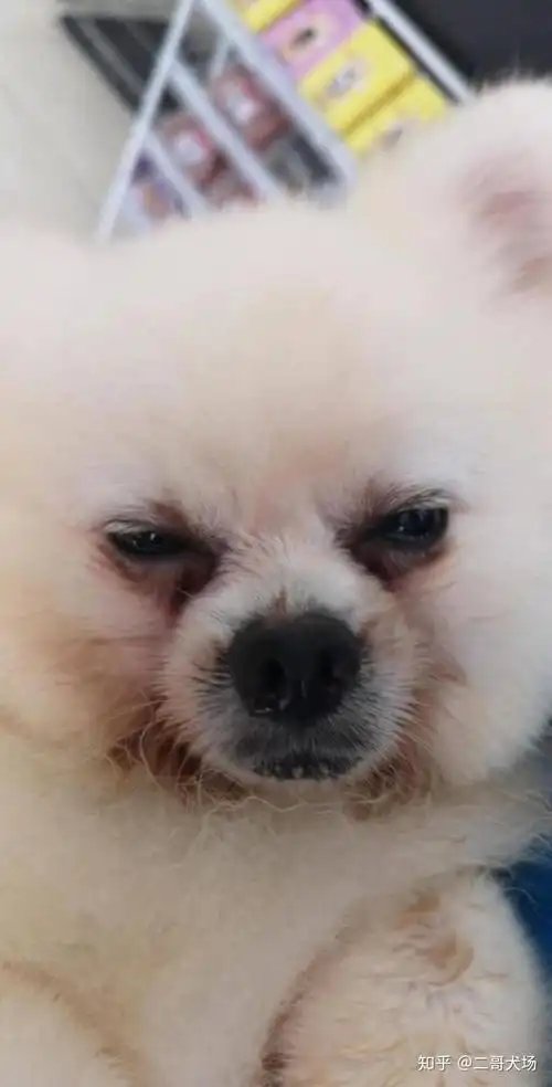 狗狗有泪痕还在被其他医院忽悠吗