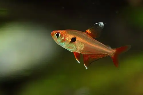 [扯旗系列] 拟红衣梦幻旗