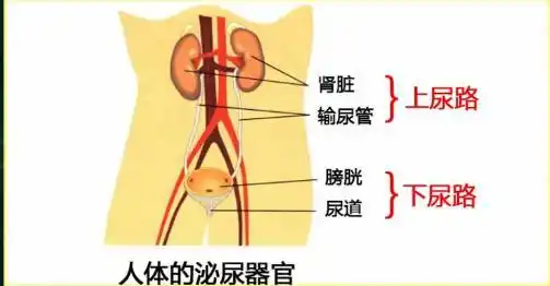 这种说不出口的常见病,有一半女性都中招了!