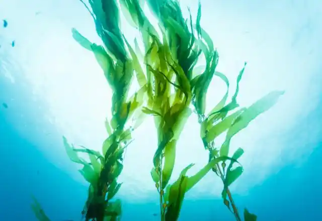 盖得排行:42款海草对比测评,这款酸甜可口,爽脆开胃