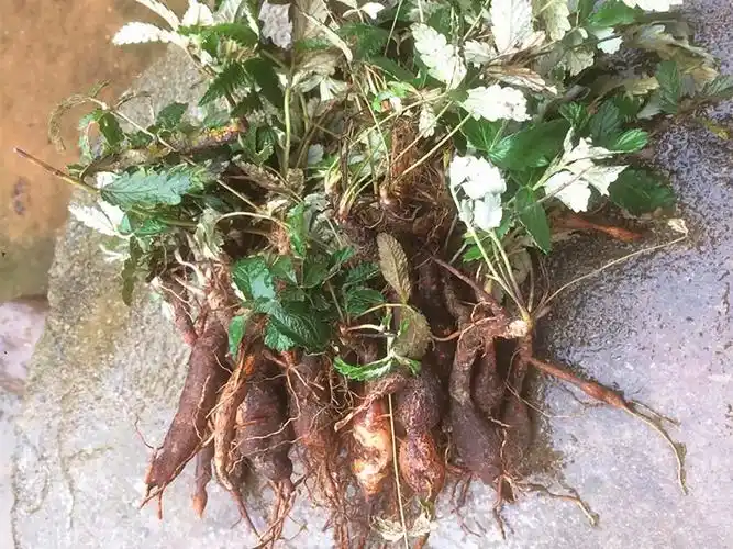 农村一种埋土里的"鸡腿",儿时挖了当零食吃,如今才知价值极高_食用