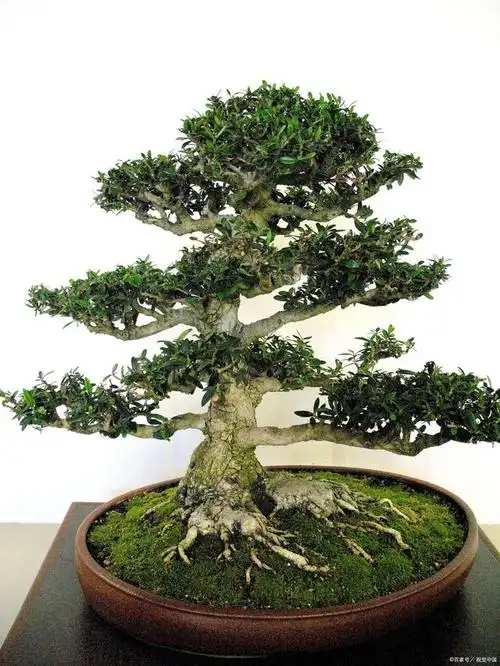 十大最好养的盆景树种