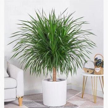 睿格达龙血树盆栽龙须树大型植物室内好养客厅办公室网红北欧风  双杆