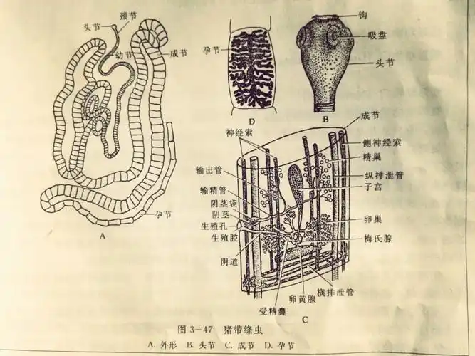 猪带绦虫营体内寄生生活,成虫体表不具纤毛,幼虫具钩,多数身体有节片