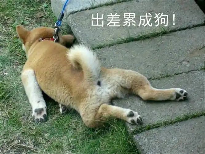 出差累又没补助,还好我走上了这条路