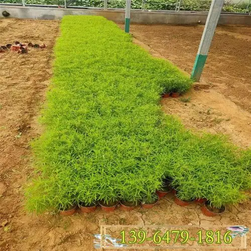 红叶地肤种子 观叶植物 扫帚菜营养钵苗易种植