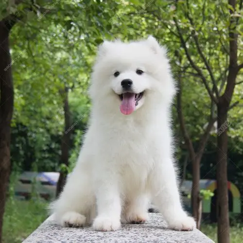 天津犬舍繁殖高品质萨摩耶犬 包纯种健康 签协议 30天包换