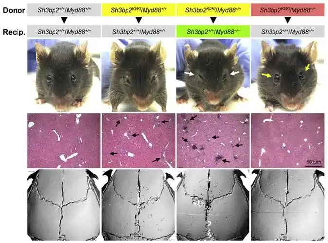 endoderm enhancers during morphological transition from ventral