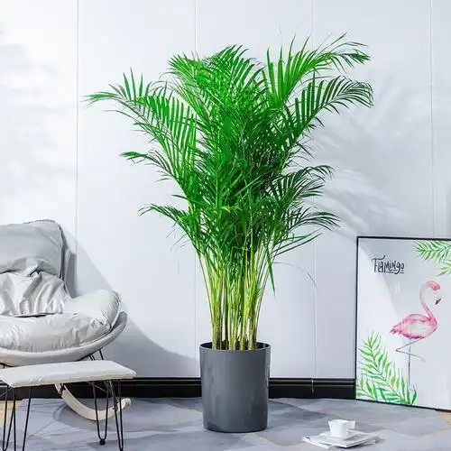 散尾葵盆栽 室内大型盆栽夏威夷竹子凤尾竹 室内花卉绿植袖珍椰子