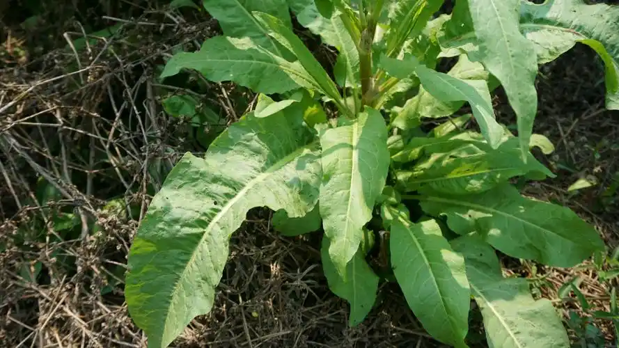 清热凉血的羊蹄(蓼科)