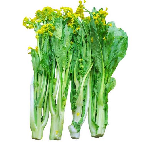 连州菜心种子种籽多芽甜菜心增城迟菜心油菜苔高脚菜心四季播蔬菜
