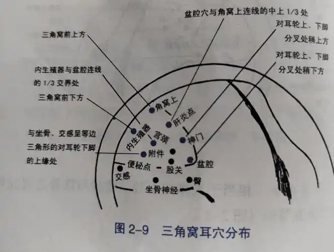 中医耳穴定位疗法三角窝位置穴位分布