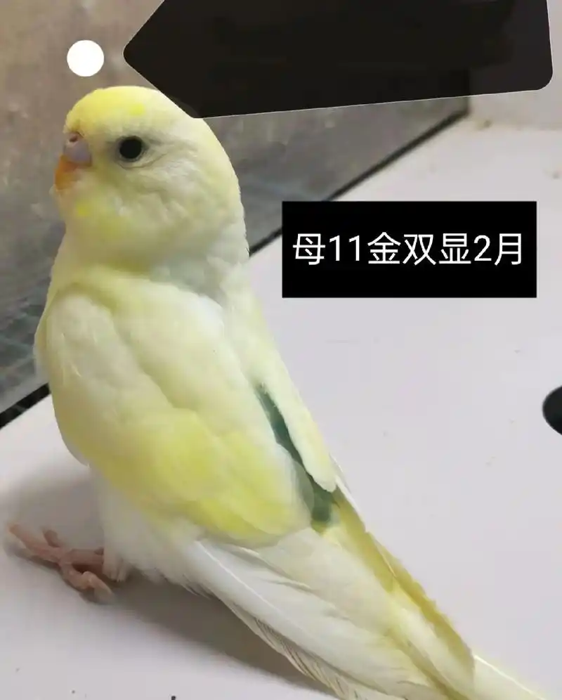 虎皮鹦鹉 #鹦鹉00#动物的迷惑行为 #鹦鹉知不知道自己在 - 抖音