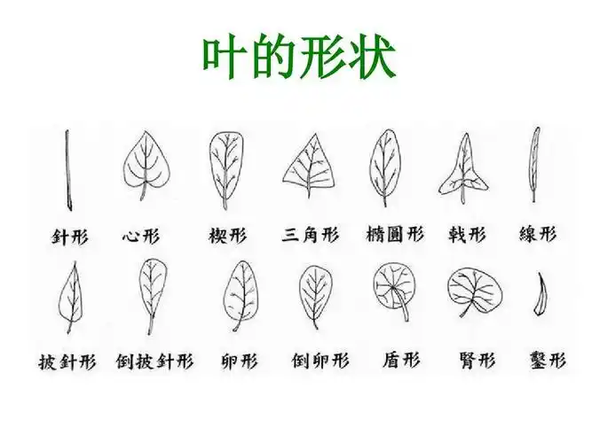 5《植物的叶》ppt