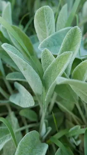 康素爱萝的相册-园艺系花圃