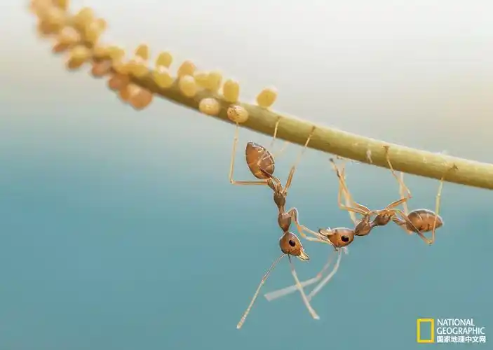 蚂蚁的触角不但有触感,也可以产生嗅觉,帮助它们分清敌人与朋友