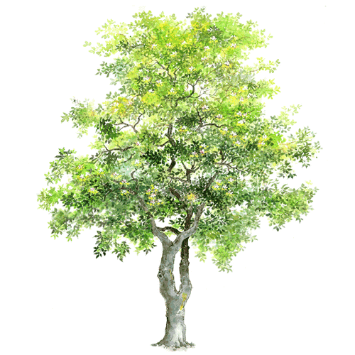 手绘立面树木(一)