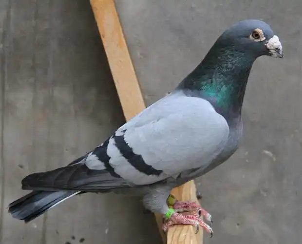 点击查看此商品大图片